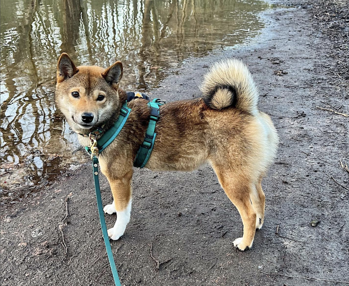 Sesame colored Shiba Inu