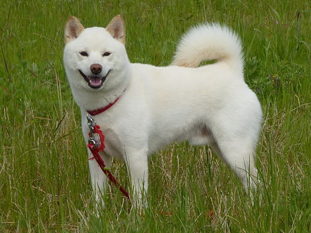 Cream colored Shiba Inu