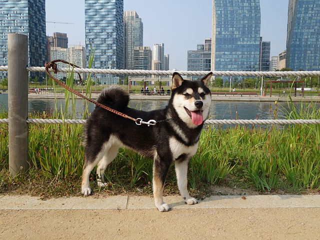 Black colored Shiba Inu