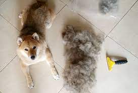 Picture of a Shiba Inu with its shedding hair