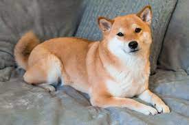 Picture of a standard Shiba Inu