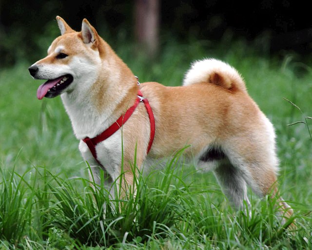 Red colored Shiba Inu